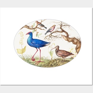 Swamp hen and woodcock with two finches (1575–1580) Posters and Art